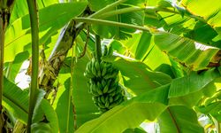 Ilmuwan Sebut Pohon Pisang Bisa Jadi Kunci Atasi Perubahan Iklim
