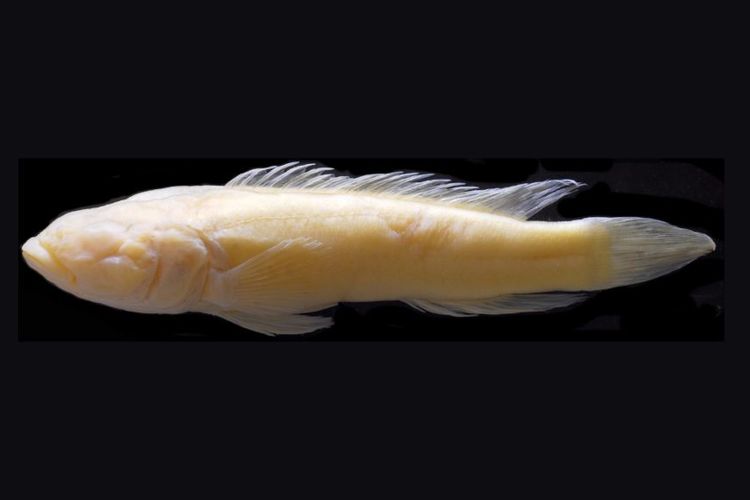 Lamprologus lethops, seekor ikan yang hidup di bagian bawah Sungai Kongo. Ikan ini pucat dan buta seperti ikan yang hidup di gua bawah air.