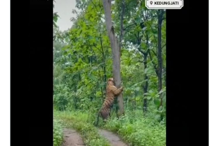 Video yang mendokumentasikan penampakan seekor harimau yang diklaim muncul di kawasan hutan di Desa Karanglangu, Kecamatan Kedungjati, Kabupaten Grobogan, Jawa Tengah viral di media sosial.