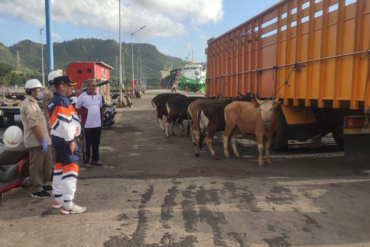 Petugas saat memantau kendaraan pengangkut ternak dari Bali