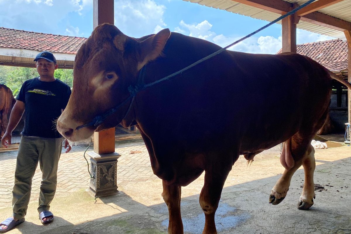 Inilah sapi limosin milik peternak asal Kabupaten Madiun, Jawa Timur yang akan dibeli Presiden Prabowo Subianto untuk dijadikan hewan kurban pada Hari Raya Idul Adha 1446 Hijriah.
