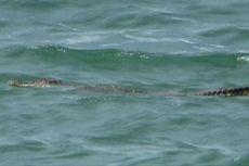 Buaya di Laut Belum Berhasil Ditangkap, BKSDA Maluku Minta Warga Waspada