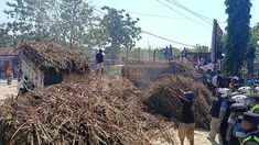Para Petani Tagih Janji, Ribuan Batang Tebu Ditumpahkan di Depan Pabrik Gula Blora