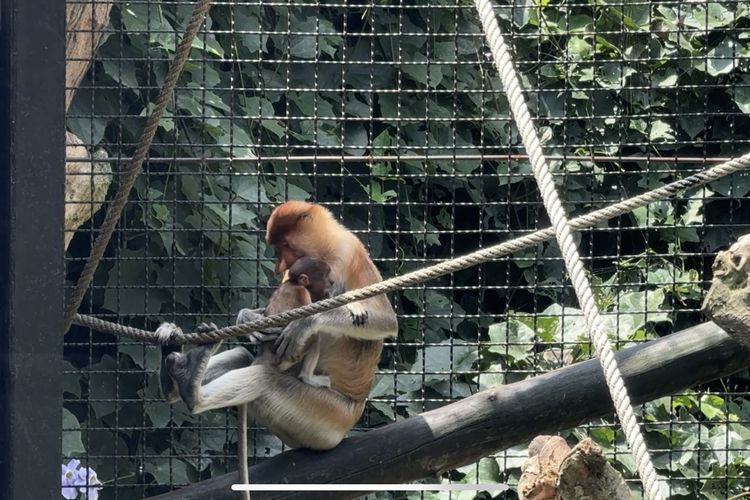 Bayi Bekantan ke-8 Lahir di Batu Secret Zoo Jatim Park 
