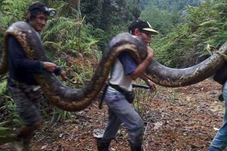 Warga sebuah desa di Serawak, Malaysia mengangkut seekor ular piton berukuran enam meter yang sudah mati untuk disantap.