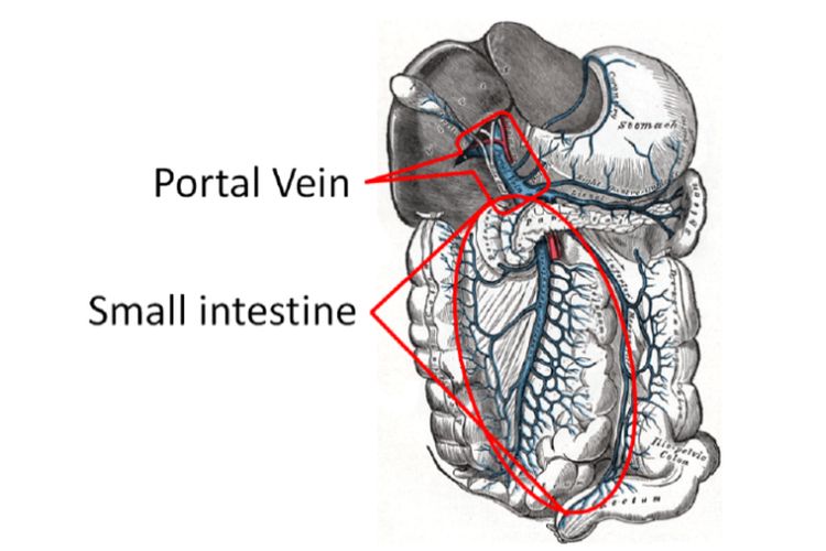 Vena portal hepatik dan usus kecil