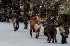 Hewan Ini Ternyata Biasa Dijadikan Mata-mata oleh Militer