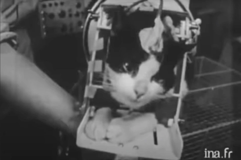 Mengenal Félicette, Kucing Pertama yang Dikirim ke Luar Angkasa
