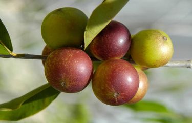 Ilustrasi manfaat buah camu camu bagi kesehatan.