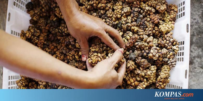 Berapa Harga Yang Pantas Untuk Kopi Luwak Berapa Harga Yang Pantas Untuk Kopi Luwak