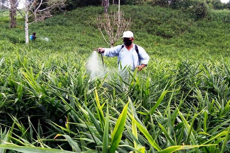 Selain penangkaran rusa, pemanfaatan area bekas tambang juga digunakan untuk perkebunan.