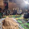 Petani Kopi Dimangsa Harimau, Diseret 1 Km ke Dalam Hutan Lalu Dimakan