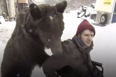 Kaki Sang Pelatih Patah, Beruang Ini Bantu Mendorong Kursi Rodanya