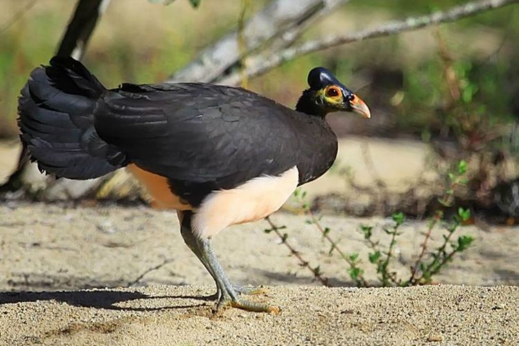 Burung Meleo (Macrocephalon maleo) satwa endemik di Sulawesi. Burung ini menjadi maskot  Taman Nasional Bogani Nani Wartabone.