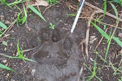 Jejak Harimau Sumatera Ditemukan di Kebun Pisang Warga di Pekanbaru