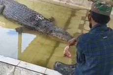 Buaya Riska Berhasil Dievakuasi, Dipindah ke Penangkaran Teritip Balikpapan