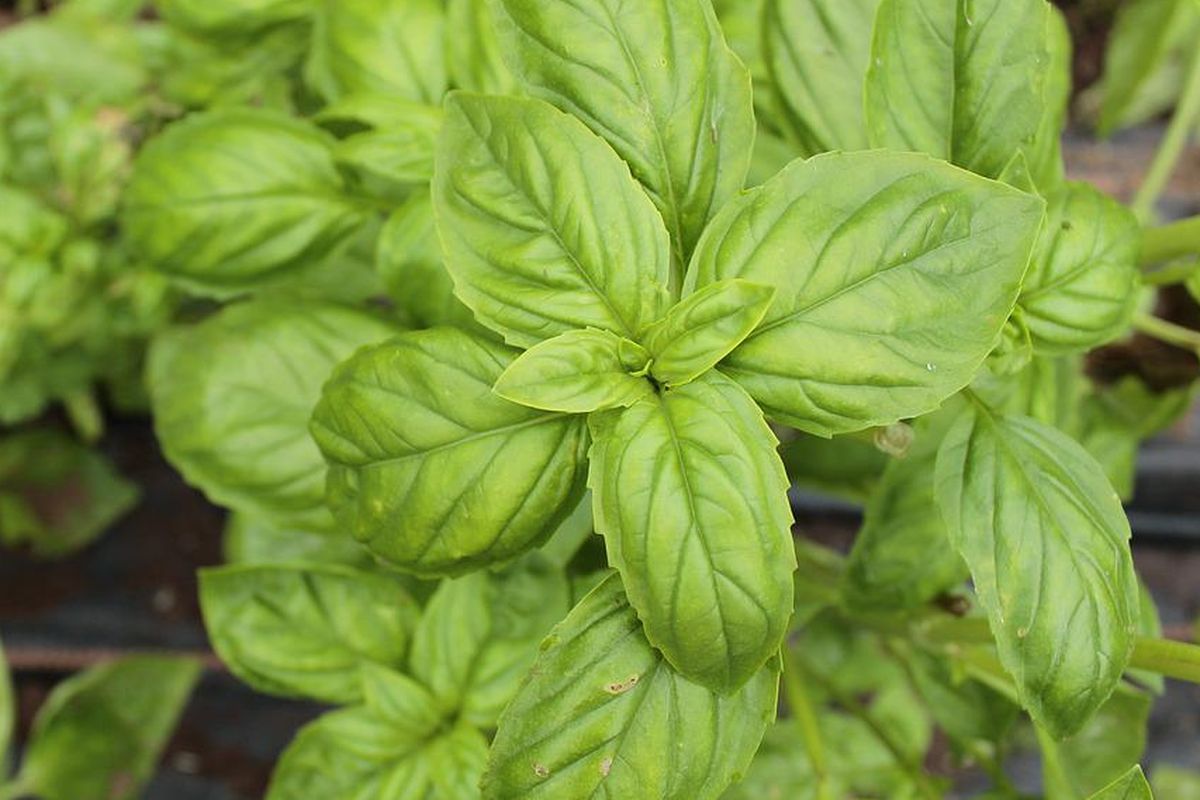 Ilustrasi tanaman kemangi. 