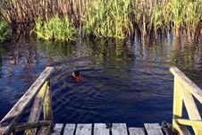 Sungai Hitam nan Magis di Sebangau