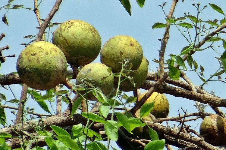 Ilustrasi tanaman maja, buah maja.