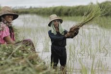 Riau Sambut Gembira Penambahan Alokasi Pupuk Bersubsidi