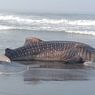 Bangkai Ikan Hiu Tutul Terombang-ambing di Pantai Kulon Progo