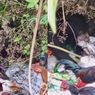 Mengais Tempat Sampah, Beruang Hitam di Lampung Terpancing Bau Sisa Makanan Warga