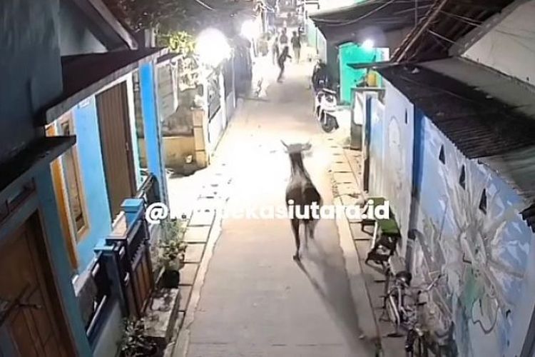 Sapi Kurban Bikin Panik Warga Bekasi, Masuk Gang dan Terjebak Saluran Air
