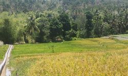 Antisipasi Dampak El Nino, Ditjen PSP Kementan Kembangkan Optimasi Lahan Kering