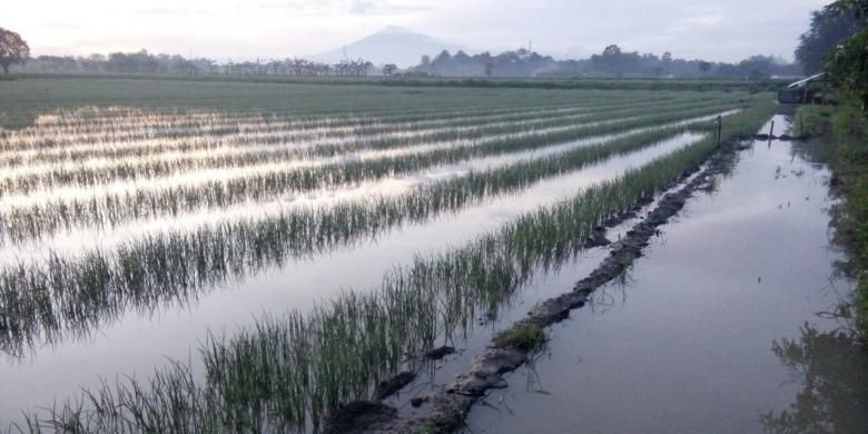 Lahan tanaman bawang merah mengalami gagal panen akibat banjir di sentra Brebes Jawa Tengah.  