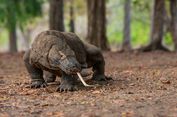 10 Hewan Endemik yang Hanya Ada di Indonesia, Ada Spesies Burung hingga Monyet