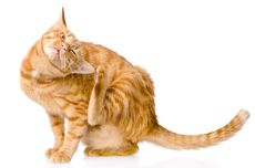 Cara Mengobati Kucing Kutuan tanpa Ribet dan Aman