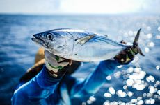 Investasi Perikanan Tuna Ditarget Rp 9 Triliun hingga Akhir 2024