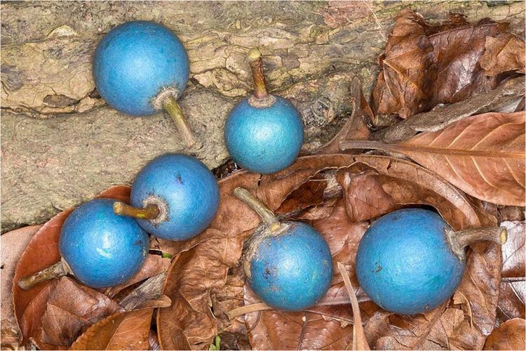 Inilah Satu-Satunya Buah Langka Berwarna Biru di Dunia Ada 2 Negara Ini