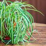 4 Tips Merawat Spider Plant Agar Tumbuh Subur