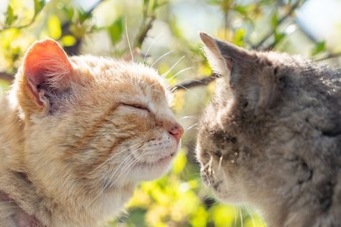 Ini Alasan Kucing Menempelkan Hidung Satu Sama Lain