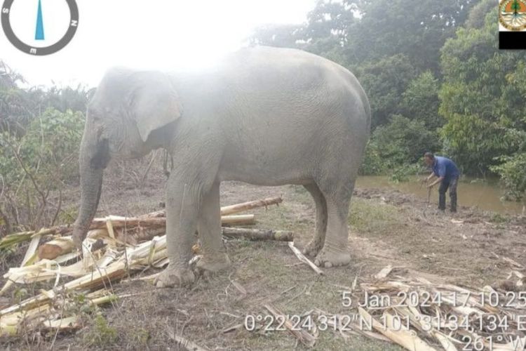 Gajah latih di TWA Buluh Cina yang ditempatkan ke lokasi lebih tinggi akibat banjir dari luapan Sungai Kampar.