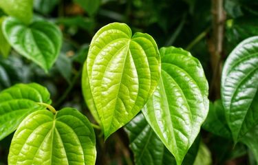 8 Orang yang Sebaiknya Tidak Konsumsi Daun Sirih, Siapa Saja?