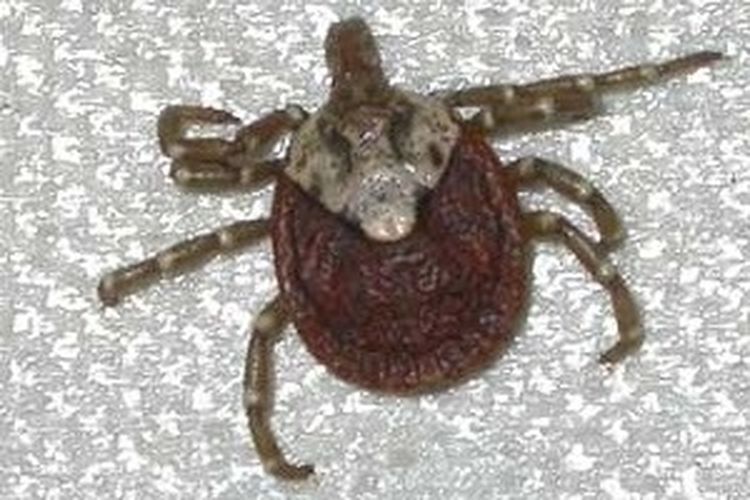 Gigitan kutu Amblyomma testudinarium diduga menjadi media penyebaran virus Oz ke manusia. Infeksi virus Oz sendiri telah menewaskan satu orang di Jepang, pada Jumat (23/6/2023).