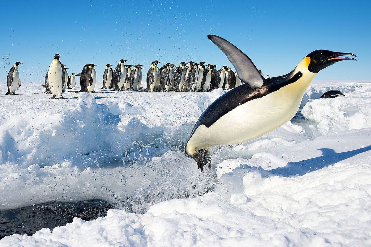 Koloni penguin kaisar (Emperor penguin) bernama latin Aptenodytes forsteri di Antartika.