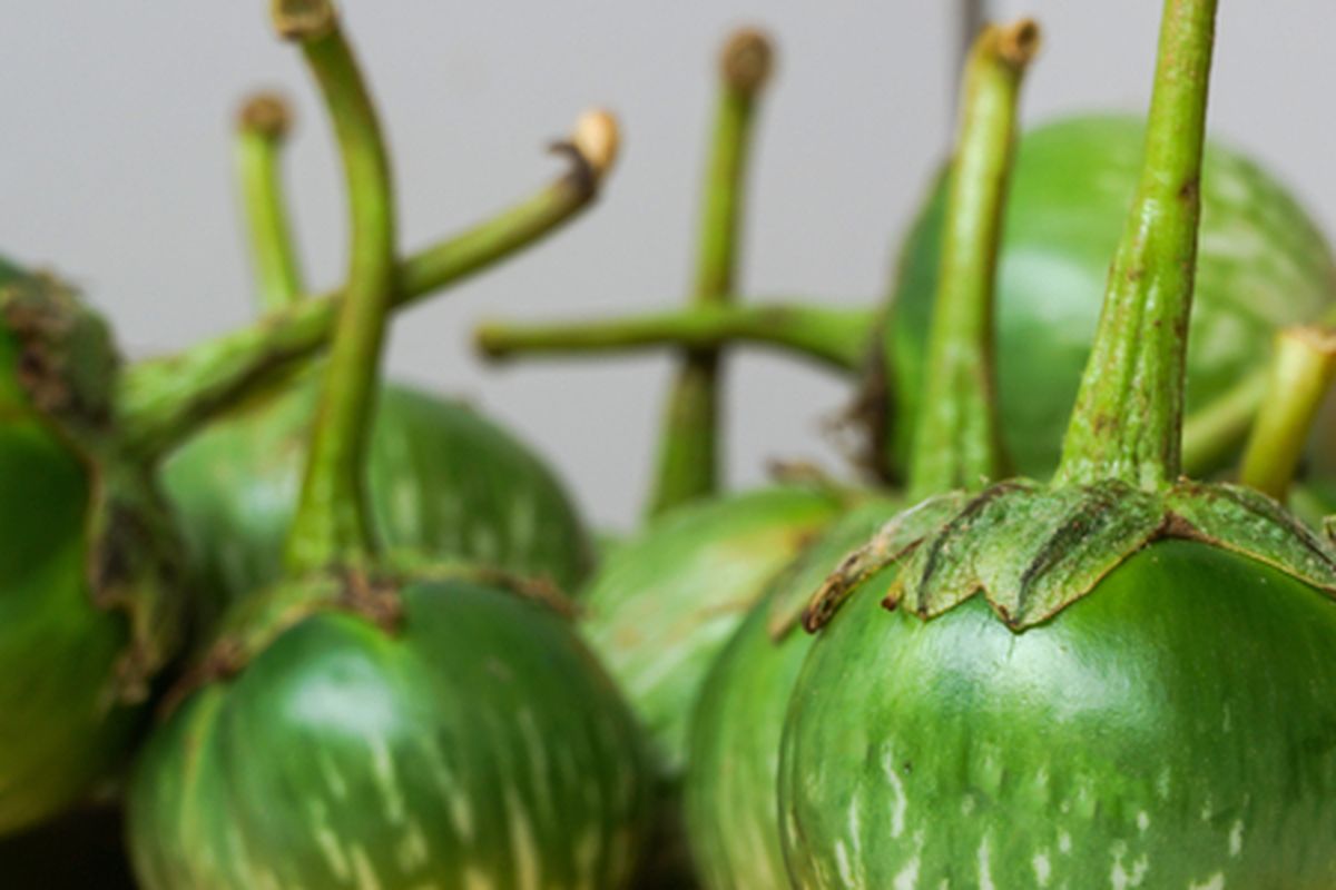 Terong lalap, terong bulat