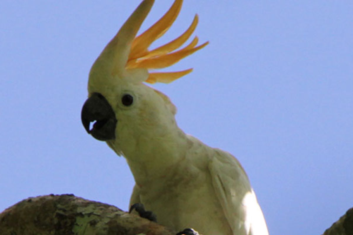 Burung Kakatua Jambul Jingga hanya hidup di hutan di Pulau Sumba, Nusa Tenggara Timur. Burung ini menjadi burung endemik di kawasan hutan Taman Nasional MataLawa Sumba. Banyak pengamat, peneliti burung mengeksplorasi keunikan burung di Pulau Sumba. 
