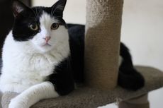 13 Fakta Menarik Kucing Tuksedo, Bisa Berenang dan Dianggap Bawa Hoki