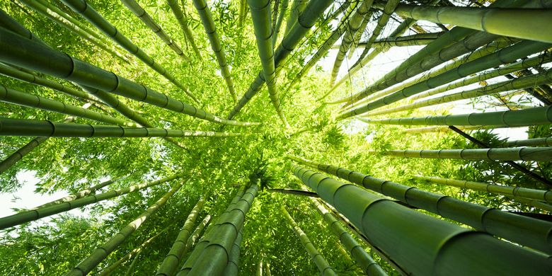 Jelaskan fungsi dari akar bambu