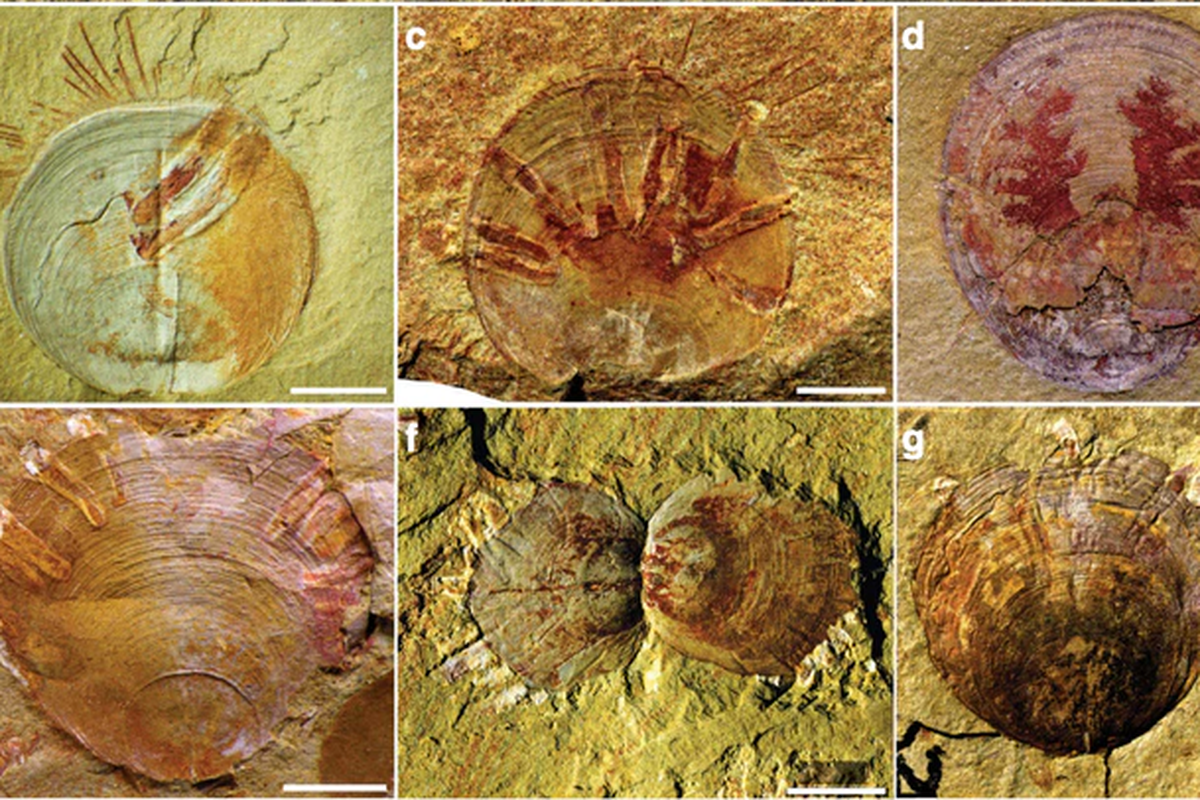 Bukti parasitisme ditemukan pada fosil brachiopoda (Neobolus wulongqingensis).
