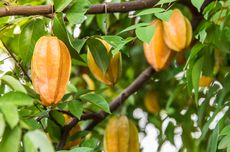 Pedoman Tepat Budidaya Pohon Belimbing agar Berbuah Banyak