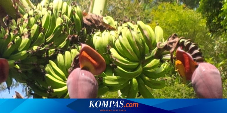 Ini Manfaat Pohon Pisang Siswa Harus Paham