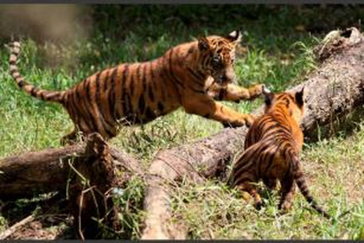 Anak harimau sumatera (Panthera tigris sumatrae) berusia enam bulan yang lahir di Kebun Binatang Medan, Sumut, bermain di kandang, Minggu (8/1/2012).