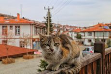 Cara Mengusir Kucing Liar dari Atap Rumah