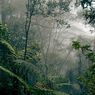 Potensi Sumber Daya Hutan Indonesia dan Upaya Pelestariannya