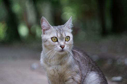 Mengenal Ras Burmilla, Kucing Unik Perpaduan Ras Persia dan Burma